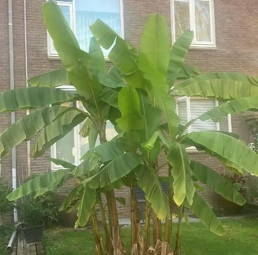 Отель De Blauwe Flinderkes Неймеген